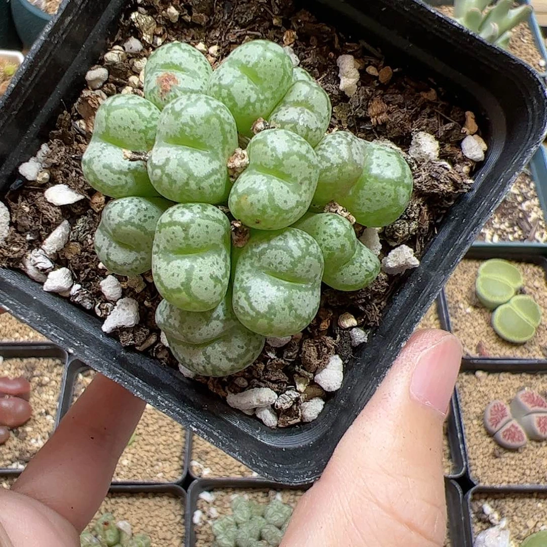 【闪购商品】135 猴脸