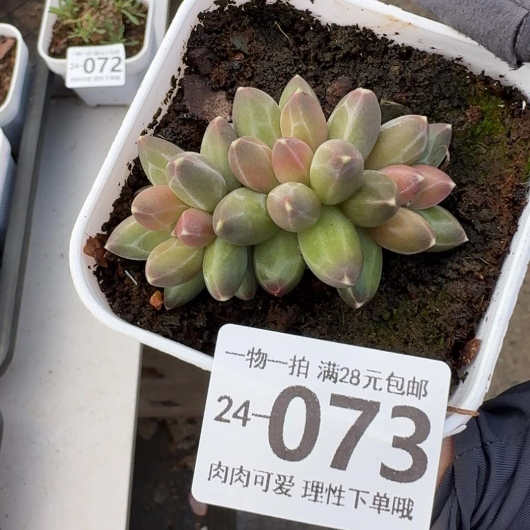 南非钻石无盆土发货无盆