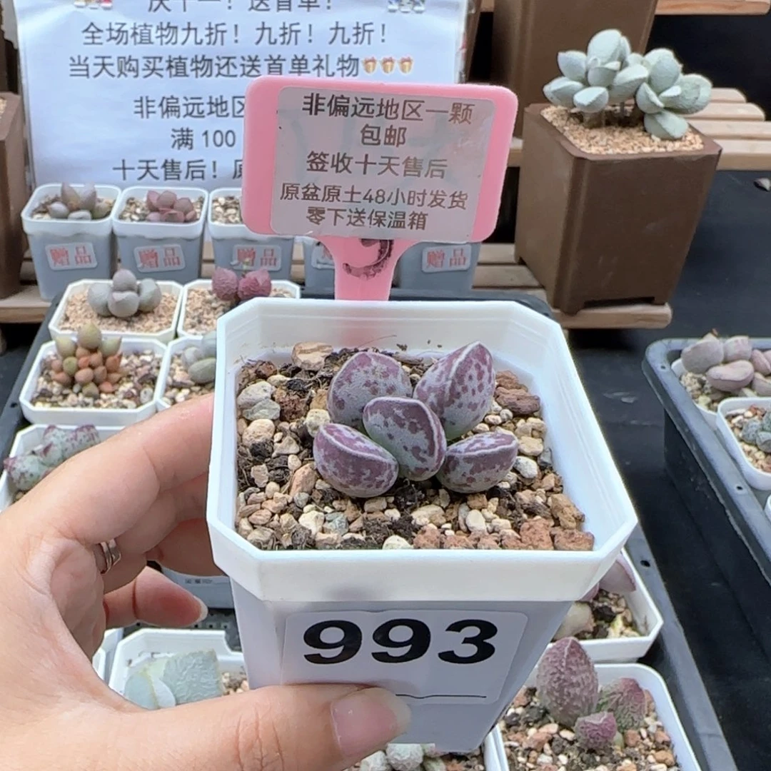 993艾薇蛋多肉植物