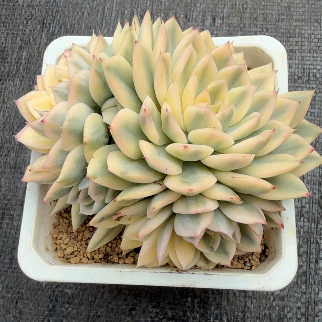月亮仙子锦锦上园艺一物一拍