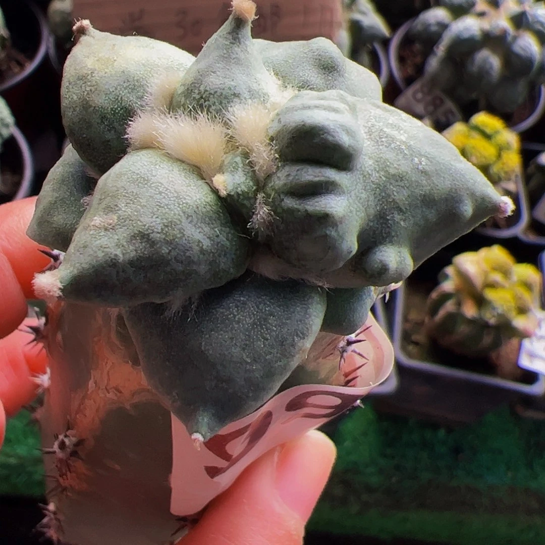 无花朵大尤怒涛牡丹992