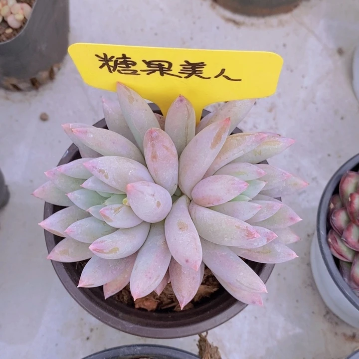 阮*妹多肉植物，开心多肉