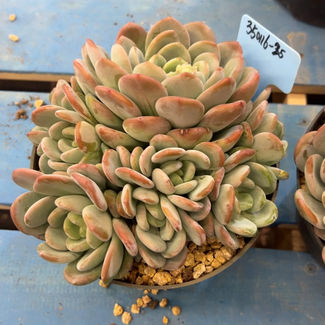 ?****g350116-25香橙