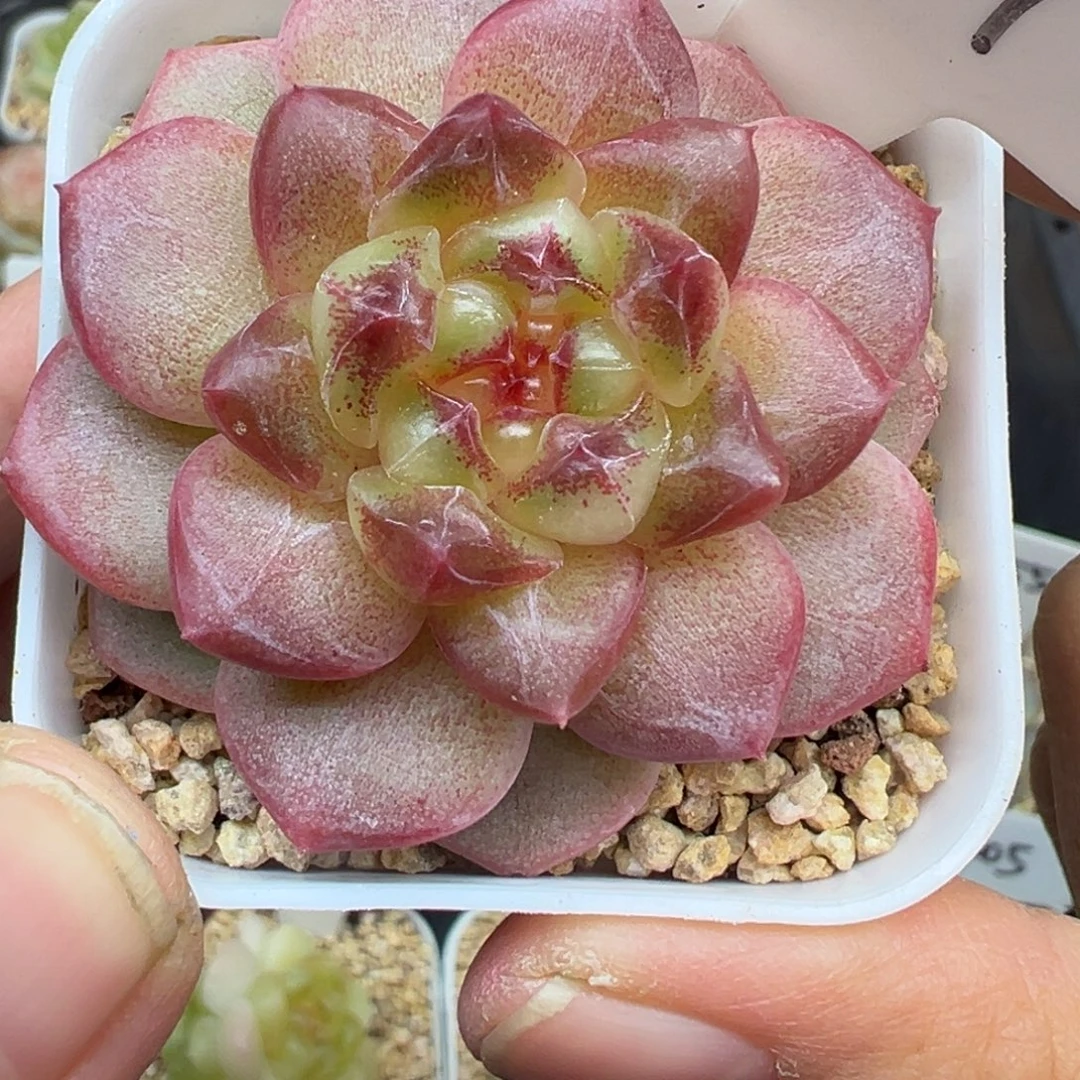 801号相柳晗雨多肉植物