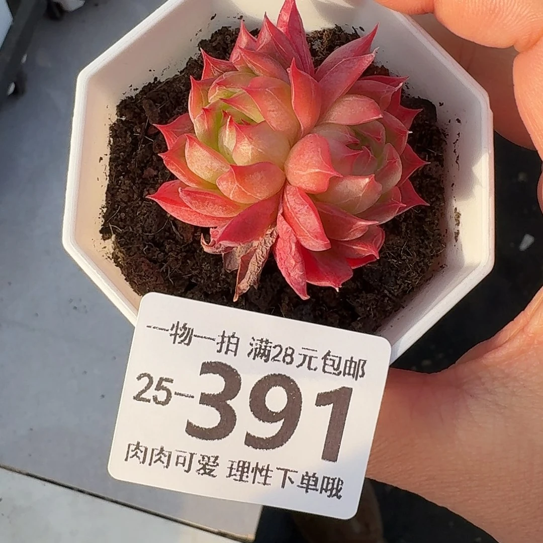 西西里无盆土发货无