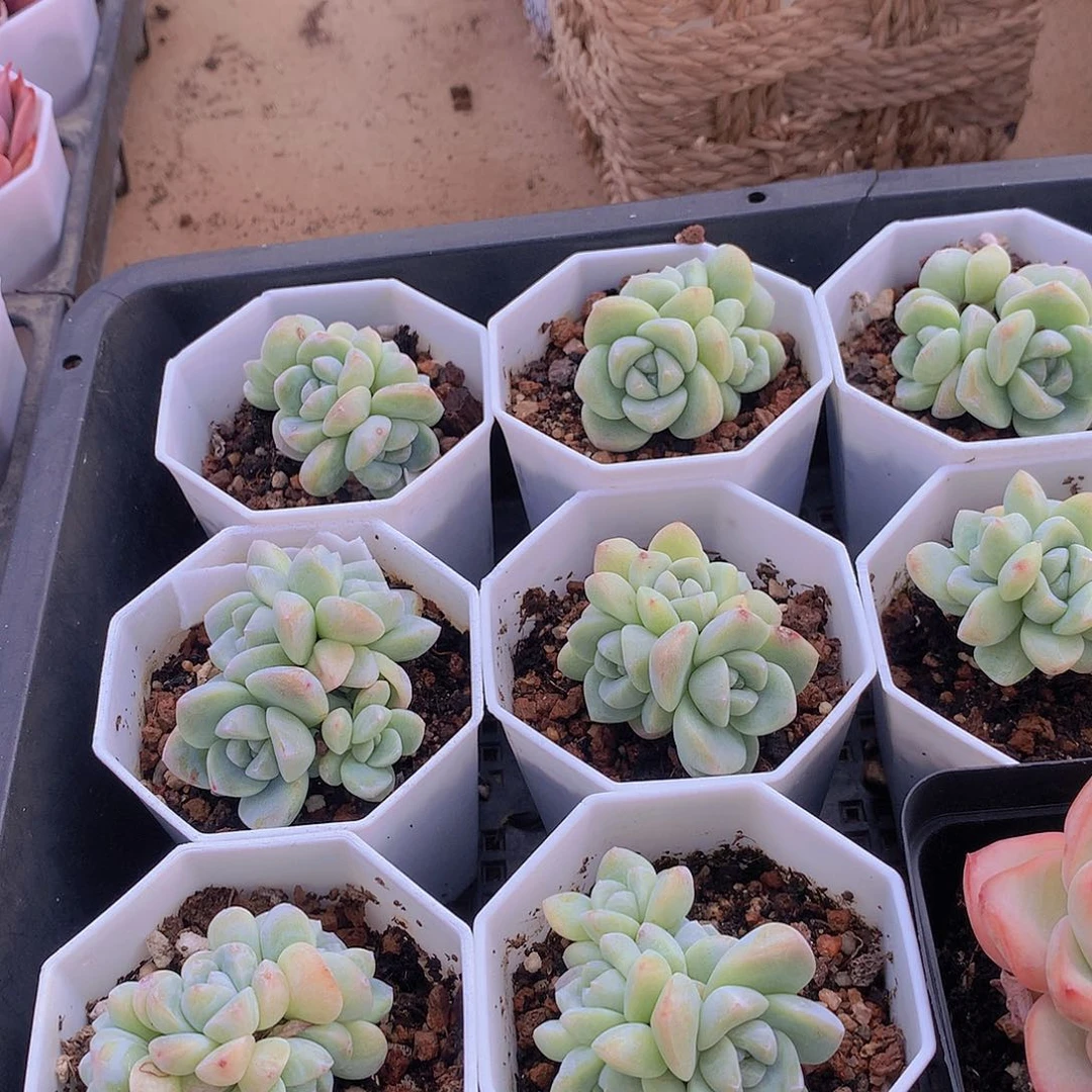 多头冰玉两颗2345678899990