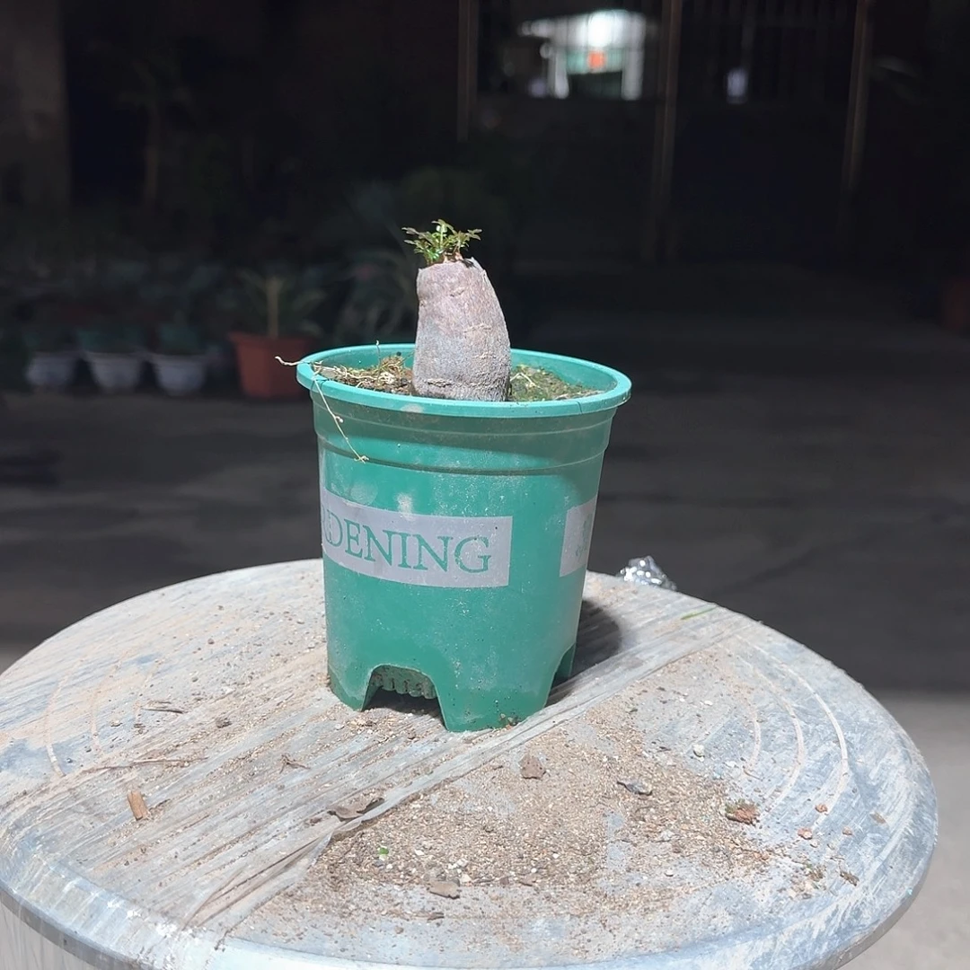 根插象足漆树一一