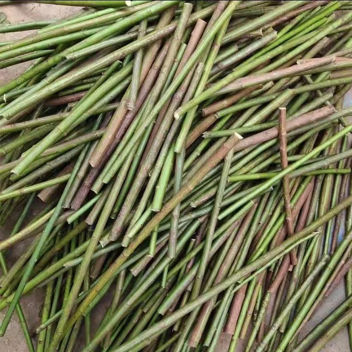 沾木日本无刺蔷薇月季棒棒糖蔷薇杆，用于嫁接月季花棒棒糖