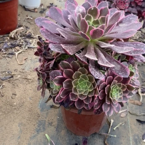 金丝雀多肉植物012