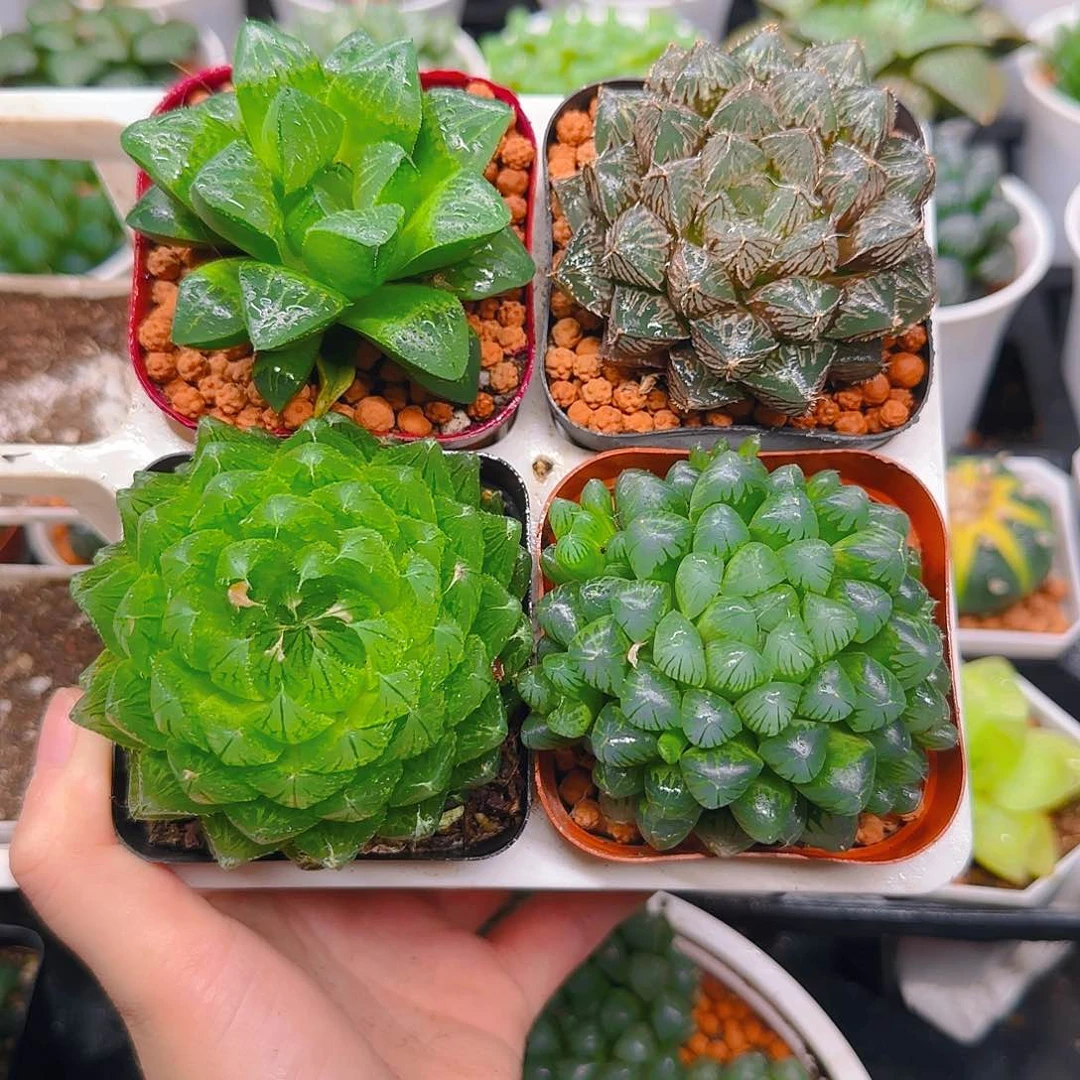 蝉翼，姬寿，冰灯，楼兰，原盆