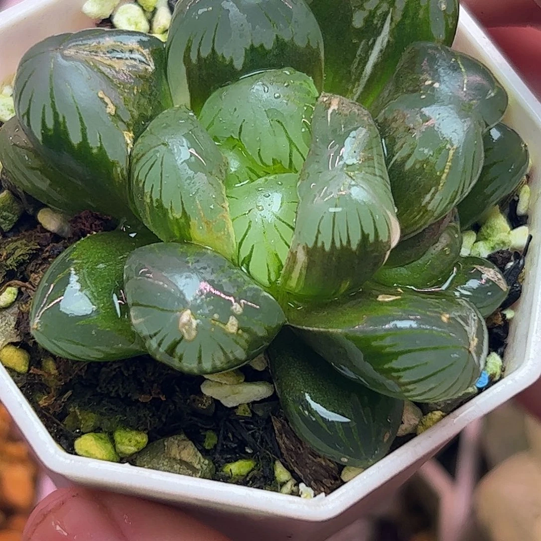 巨大化地泉锦十二卷多肉