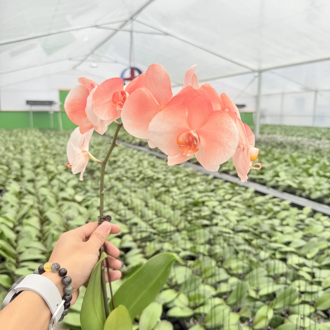 【心想事橙】【火烈鸟】蝴蝶兰精品花卉 马卡龙稀有色系 喷色工艺