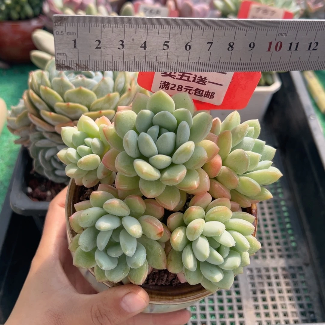 表妹精品多肉植物1062.