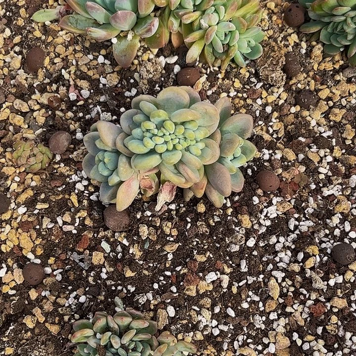 多肉植物洛神缀化
