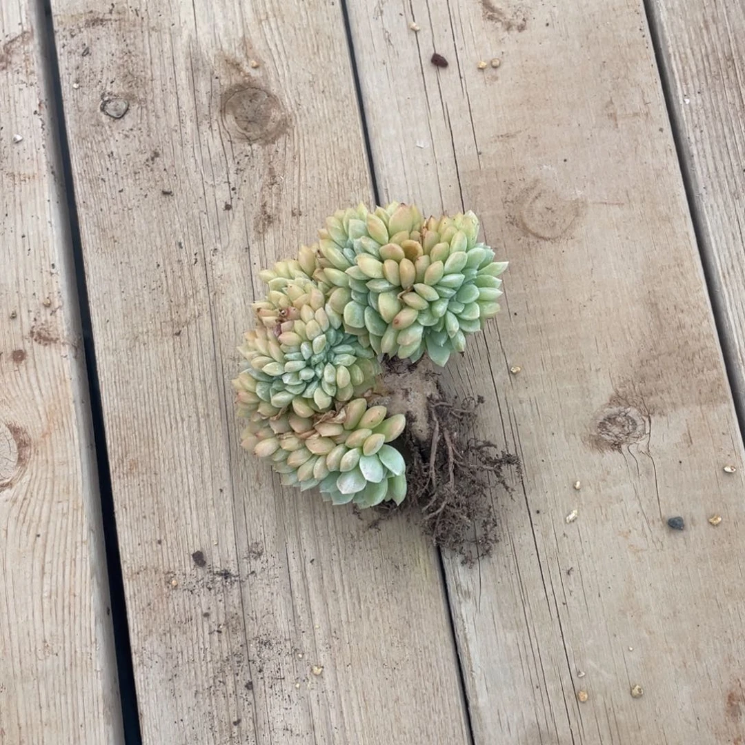 向****多肉植物一物一拍