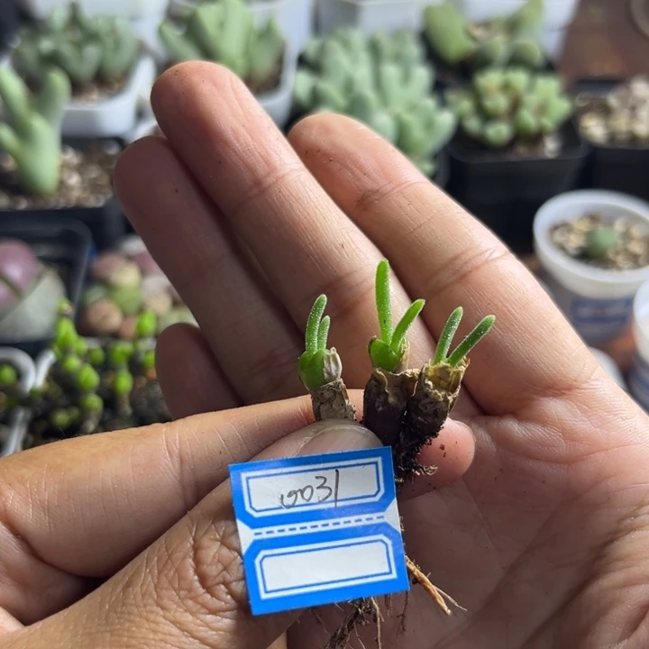 0031 碧光环小兔子3颗一组