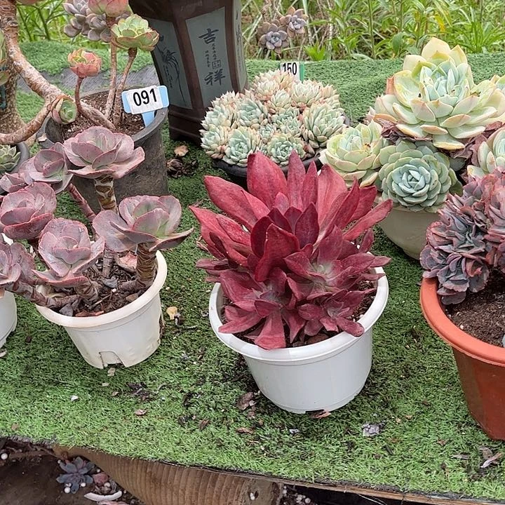 清***枝钻石景多肉植物189