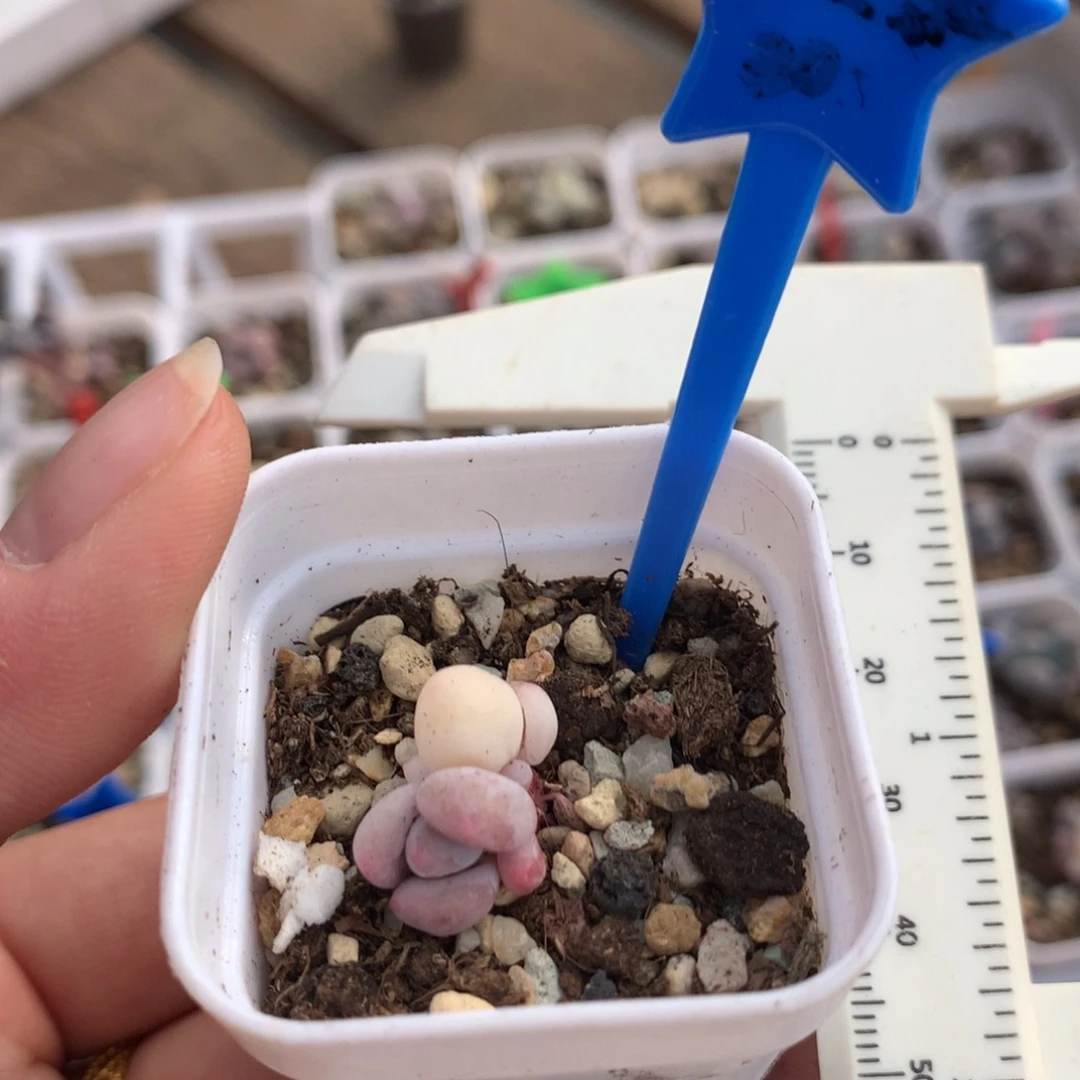 双头紫皮奶锦瑕疵