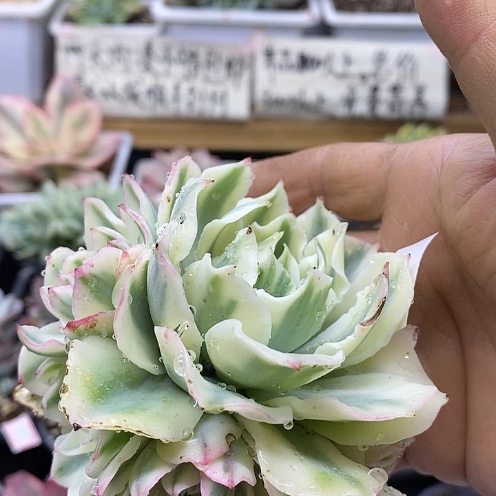 30153 海啸覆轮锦自然群 头盖