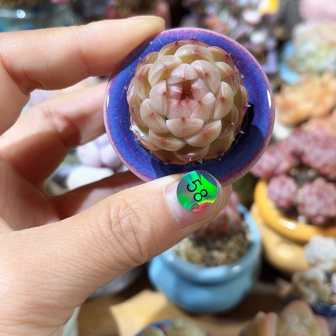 58 多肉含盆土30元包邮除偏远