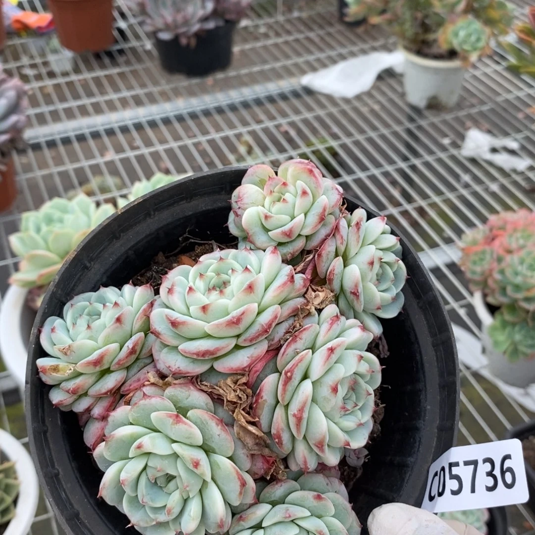 5736蓝丝绒一物一拍