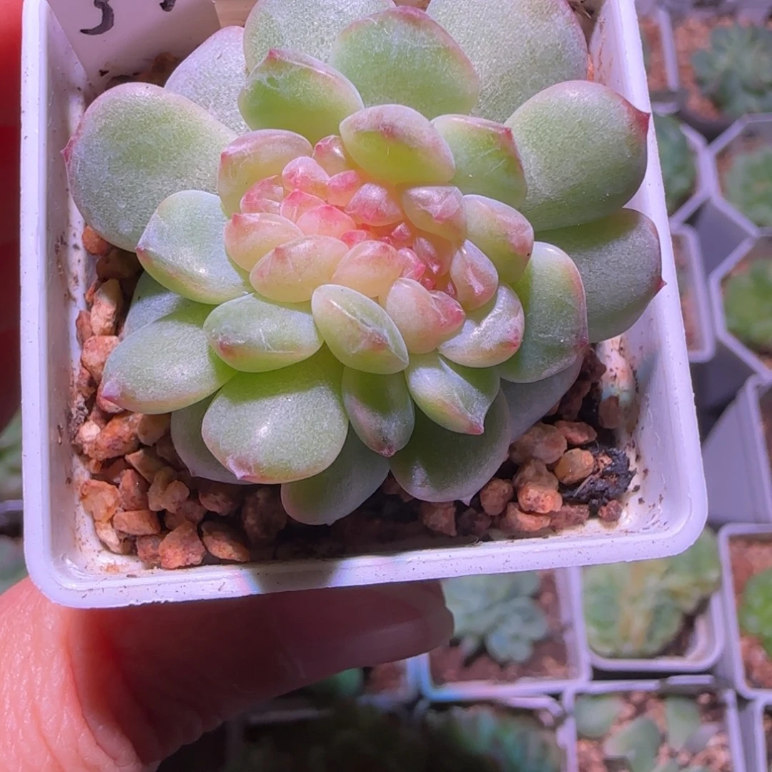 Z***²紫烟缀化16-1缀化不包缀开