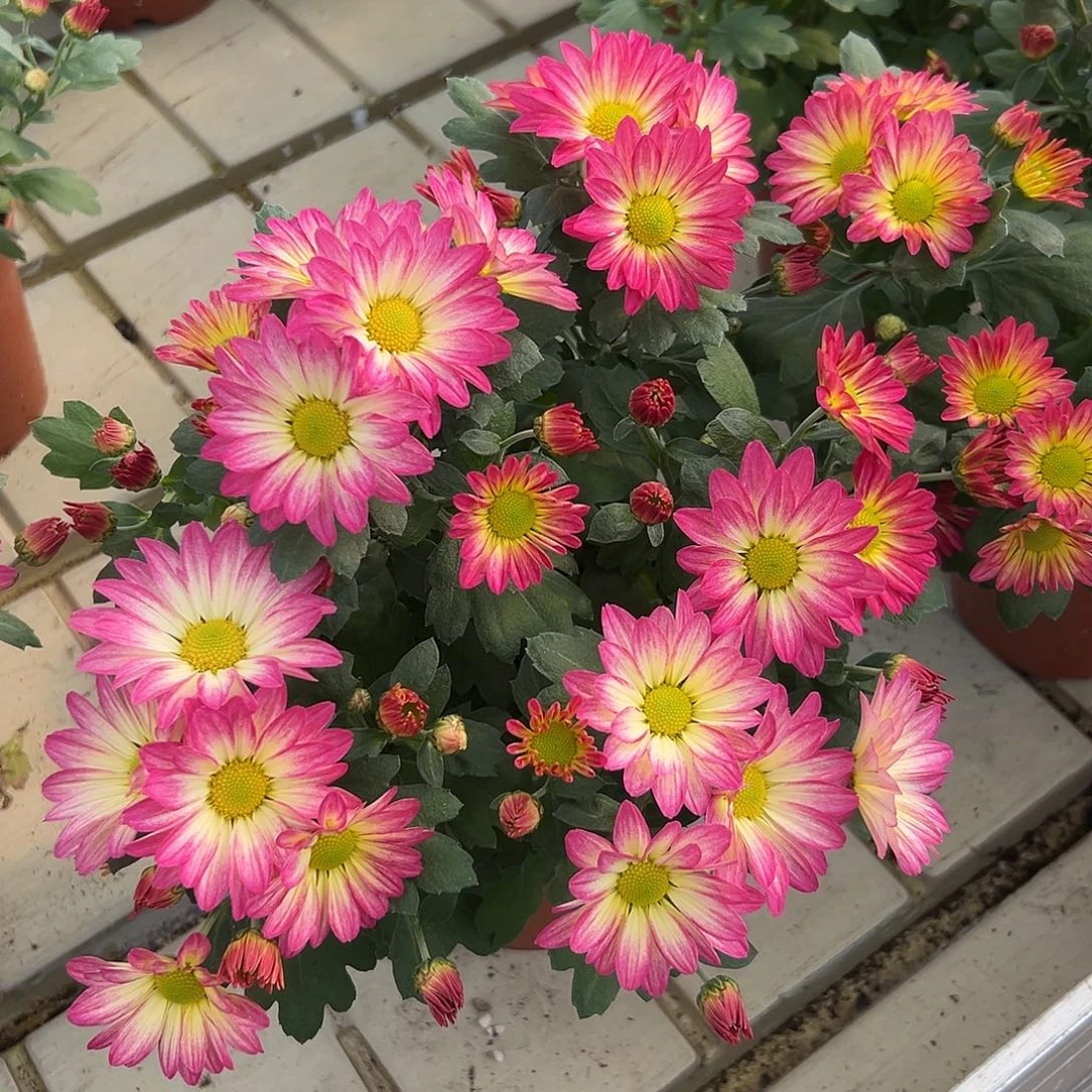 大部分花苞少量开放初春