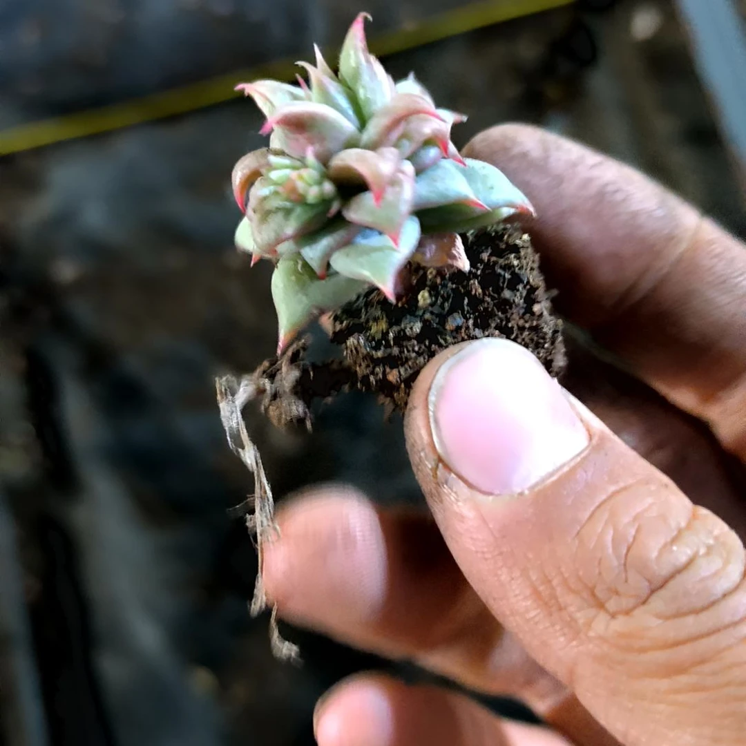 满9元包邮，饺子皮杂交