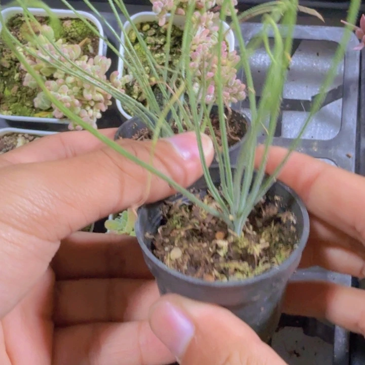 细叶弹簧草一颗福利