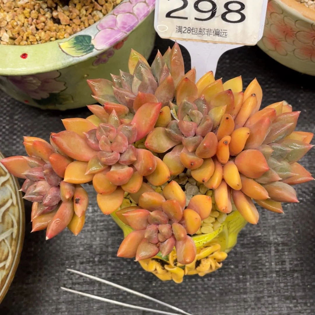 弥鹿之森一物一拍