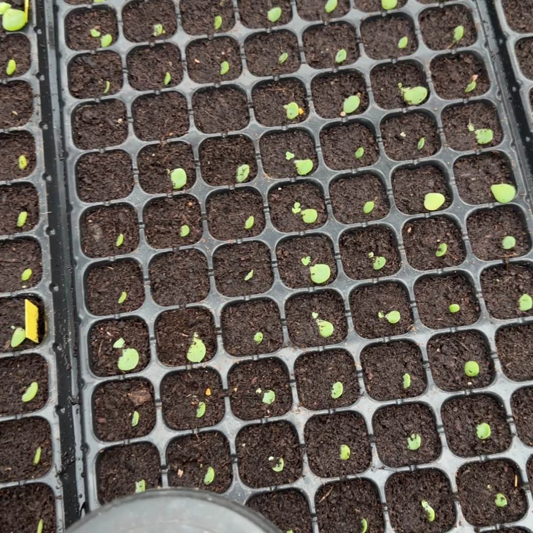 闪灵小苗穴一个满25包邮