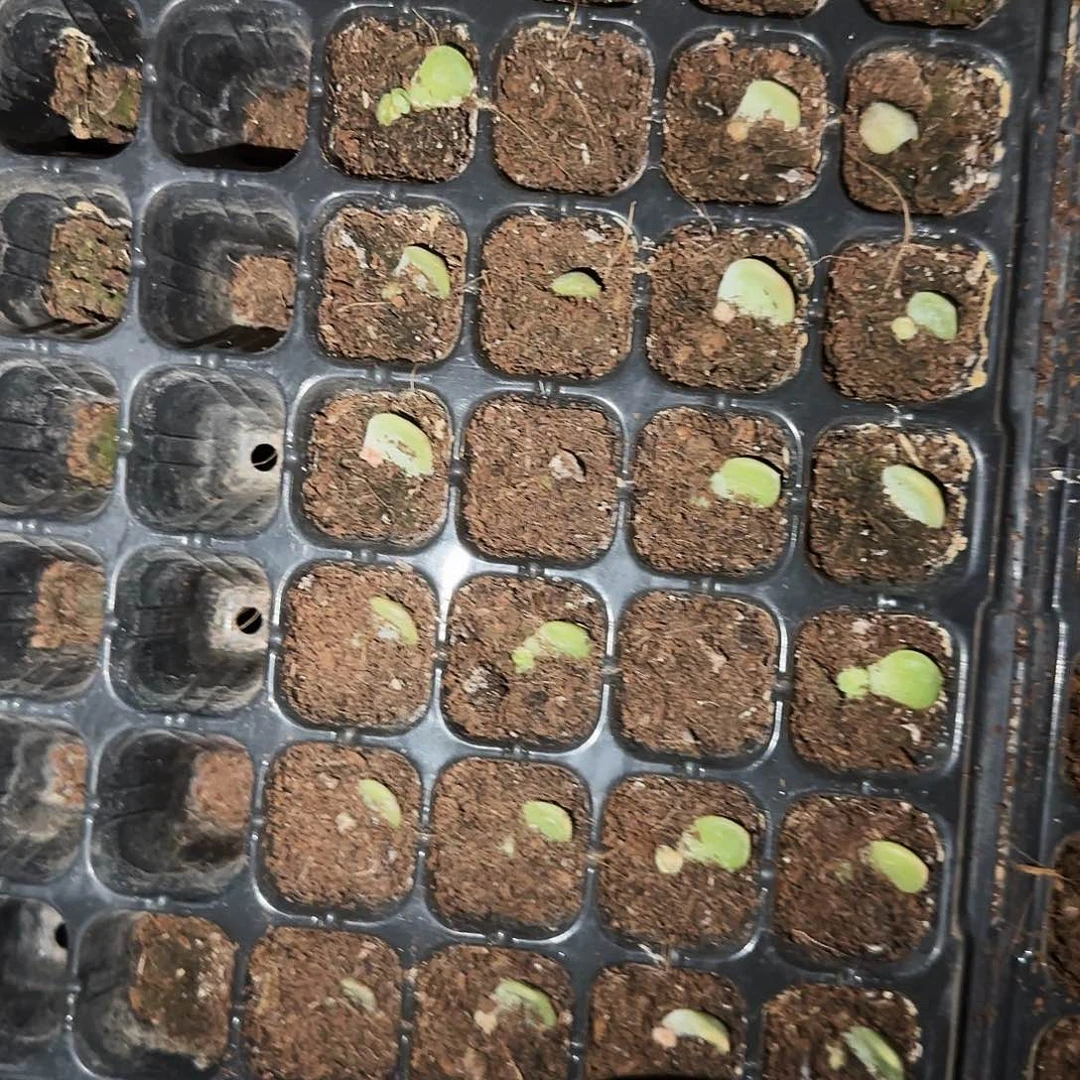 P192 芝麻穴一个满25包邮