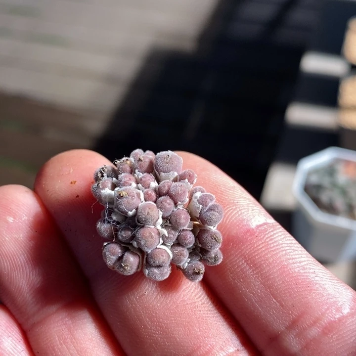 妧*16263一个一个一个