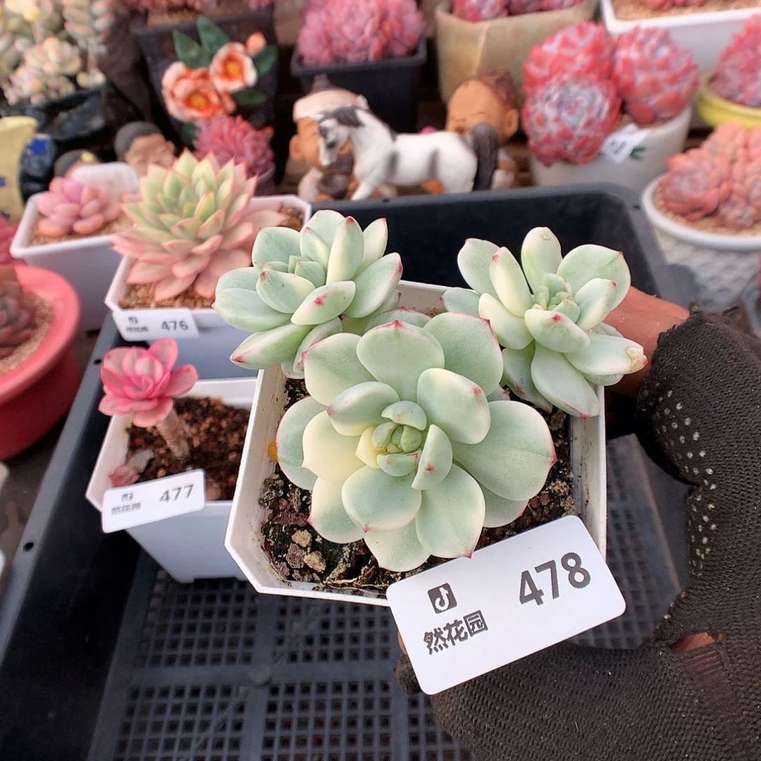 478香草锦多肉植物666