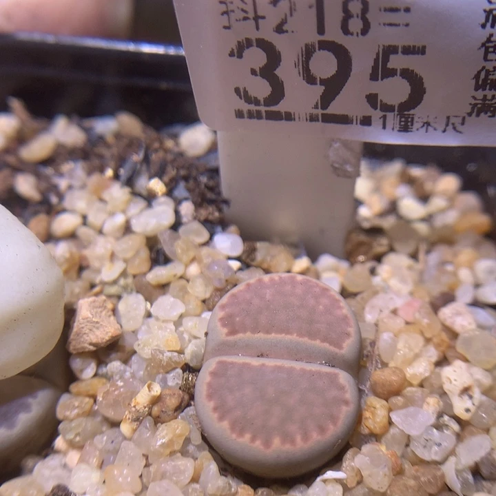 精品生石花218.395