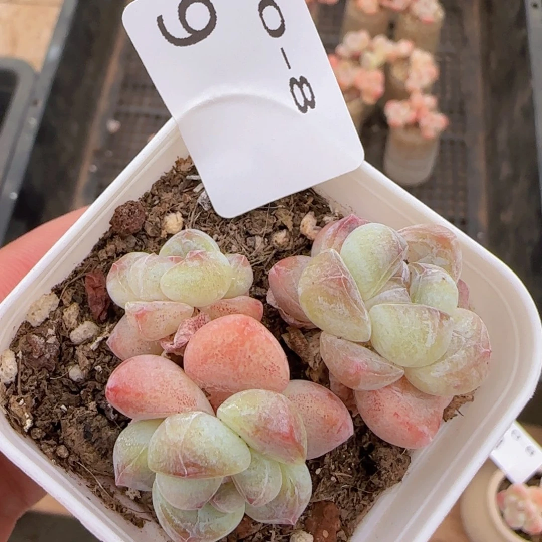 三头糖心冰玉一颗脱土