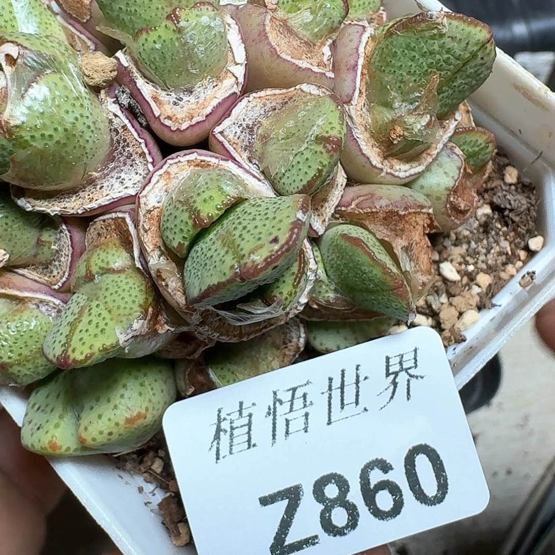 860号多肉植物哇f g