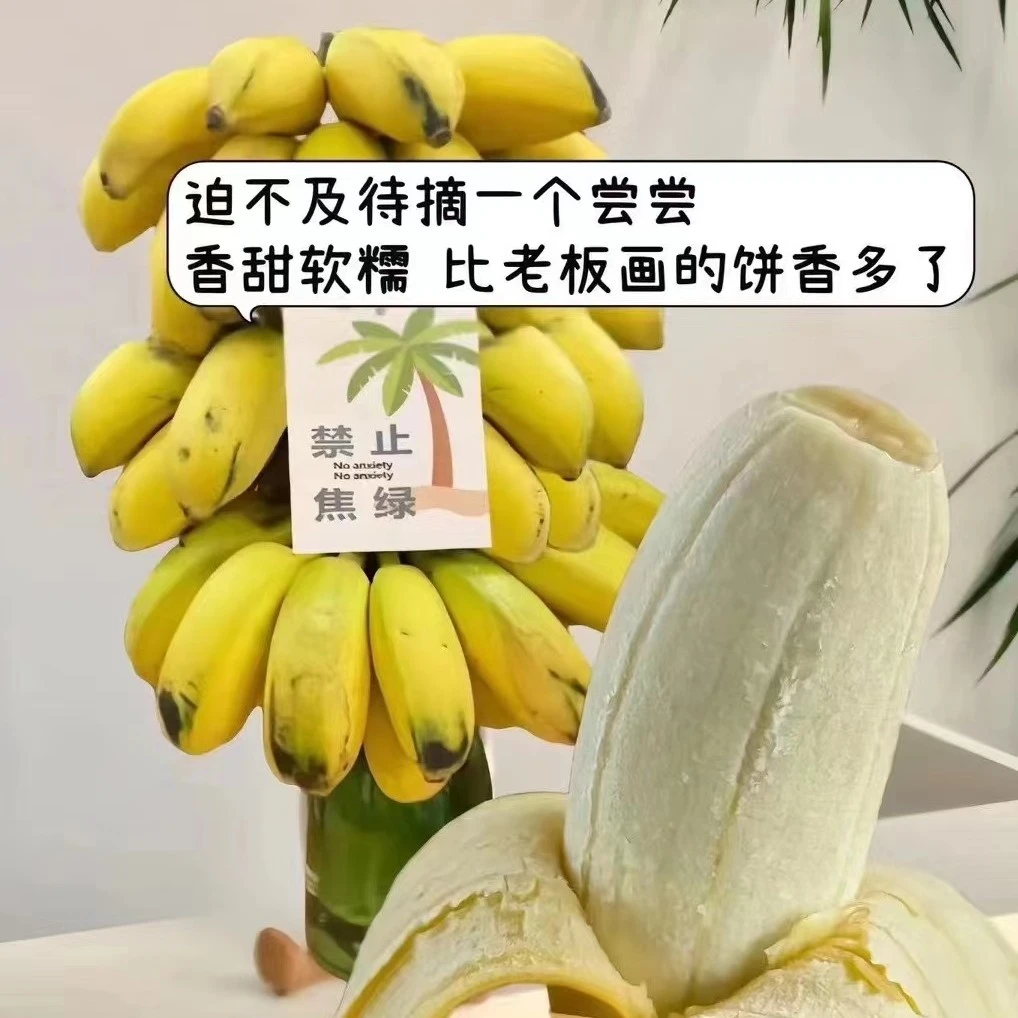 【禁止蕉绿】苹果蕉水培香蕉坏果包赔自然饱满办公室摆件绿植