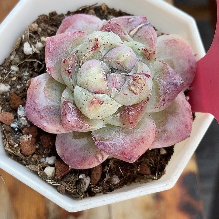 多肉植物如梦令石化926