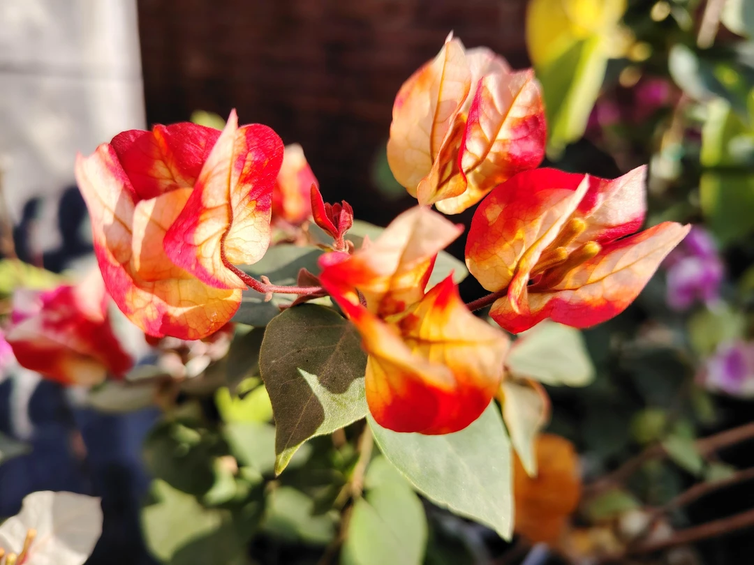 【哪吒】三角梅 原生正版袋苗 四季开花 飘枝爬藤 好养懒人植物