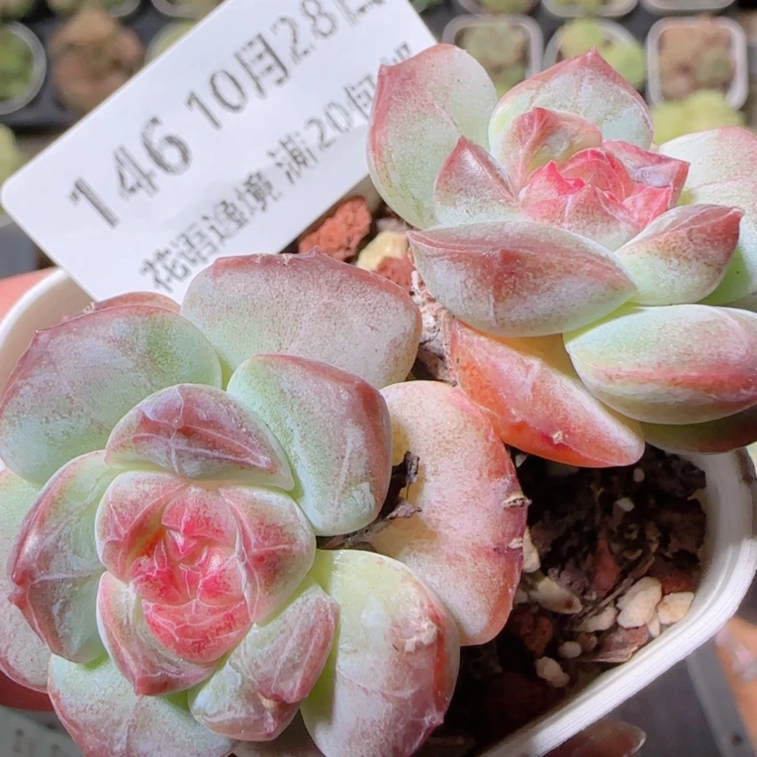 花语逸镜1028-146溏心珍妮