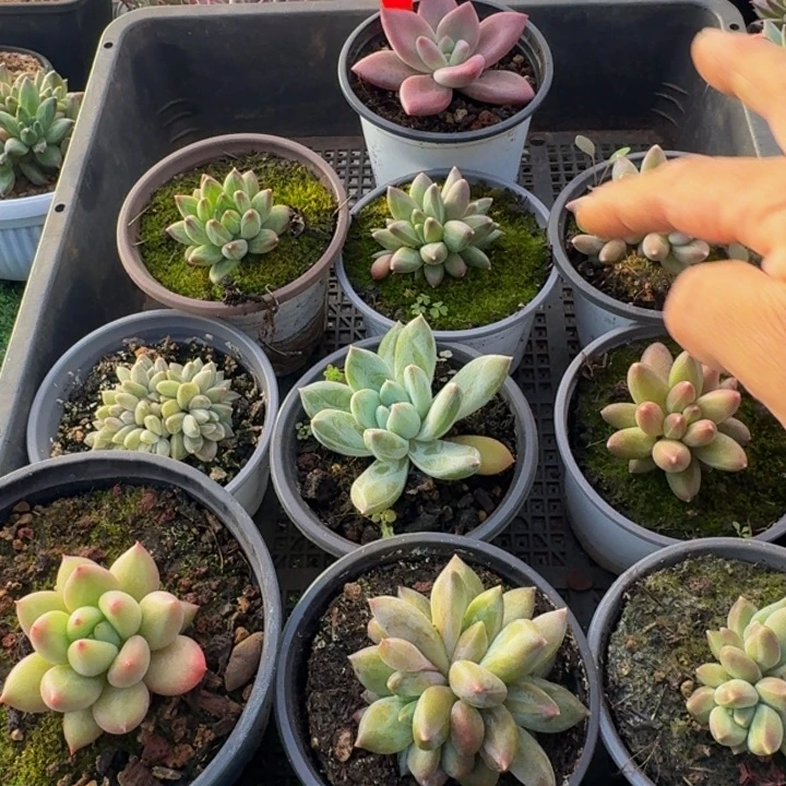 167多肉植物一物一拍