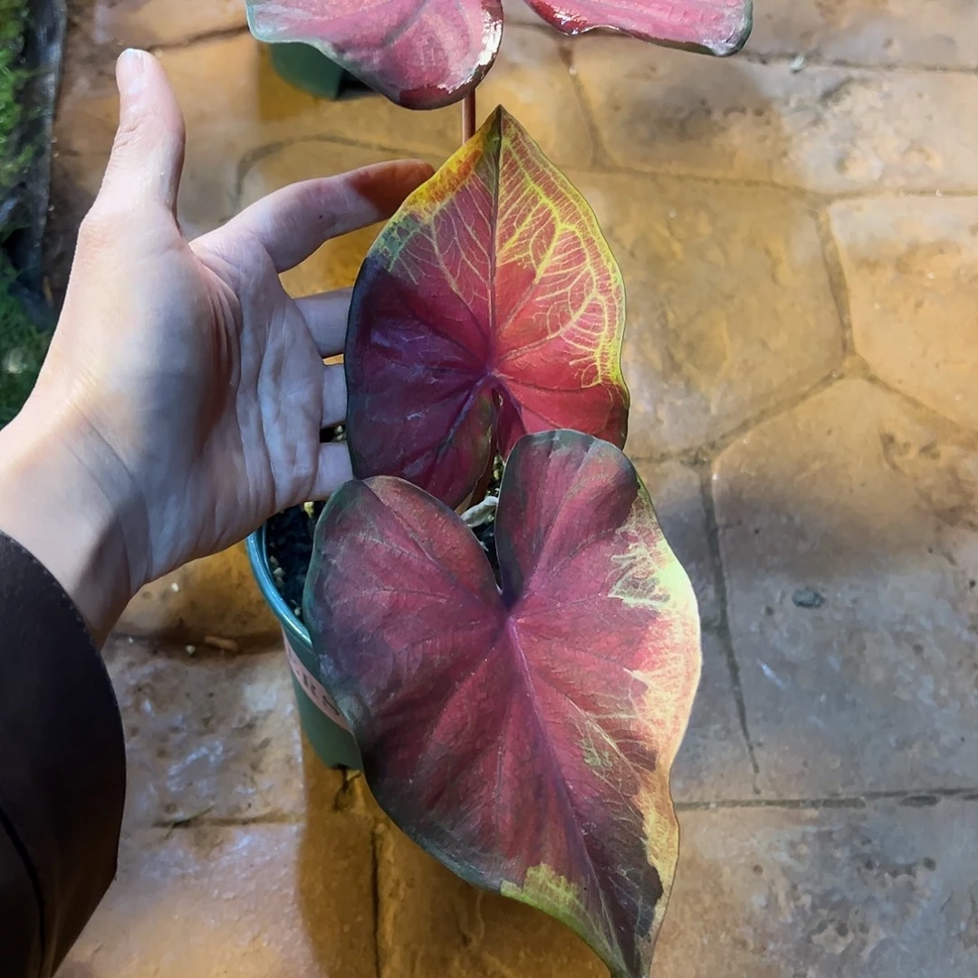 无花朵全株状态叶勋章纹62