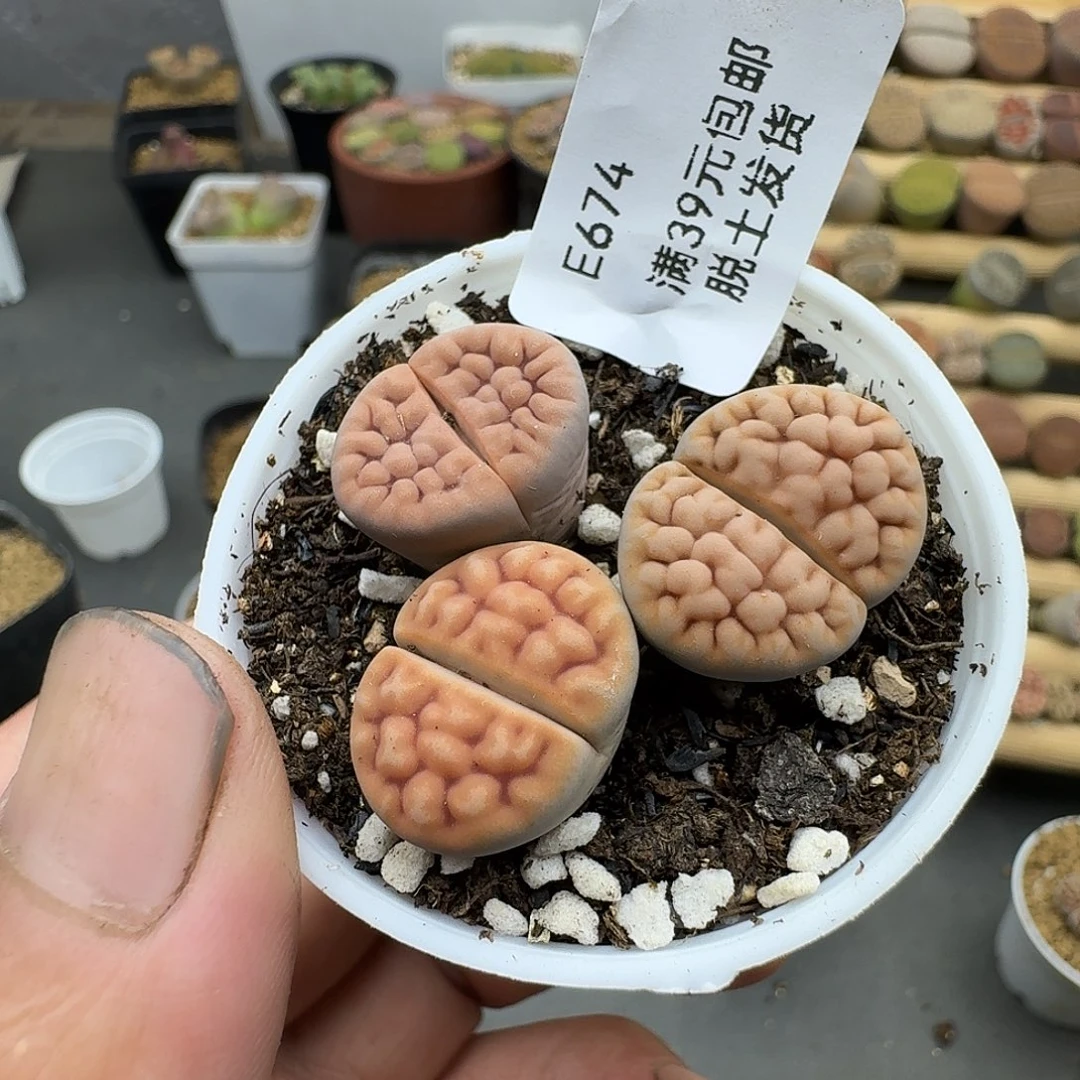 ****萍674哈哈哈哈哈哈哈哈