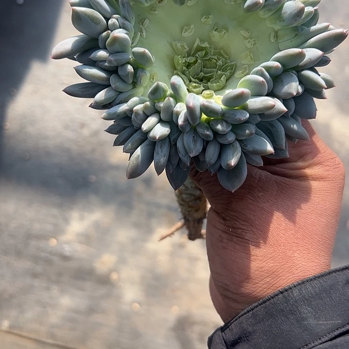 美人系酒杯缀化11111