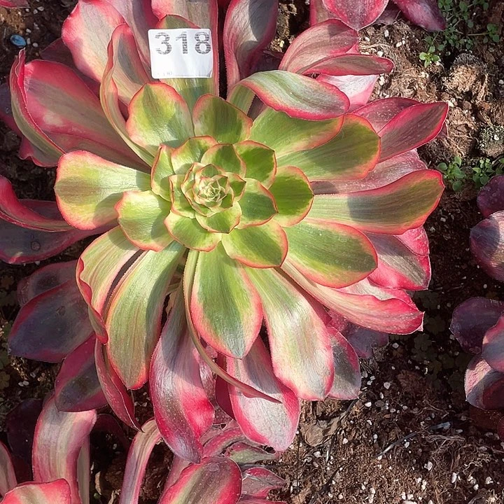 溧****人多肉法师多肉法师318