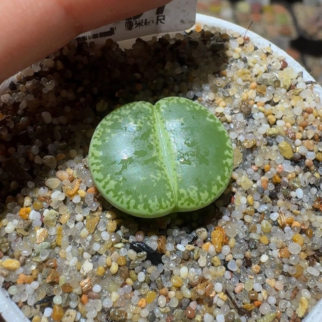 Ssss精品生石花861