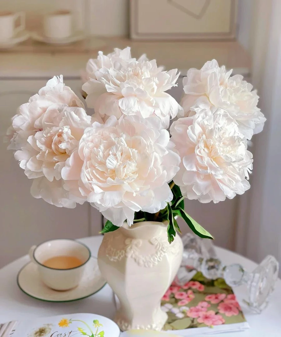 【山东盛世芍韵】芍药杨妃出浴 鲜切花直发一单顺丰冷链两单空运