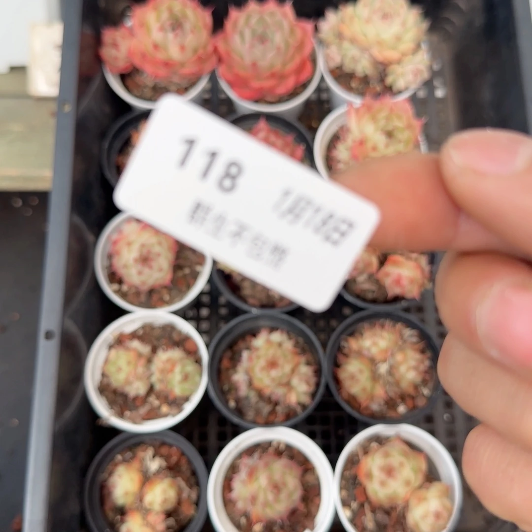 娄***t框拍多肉0118-118