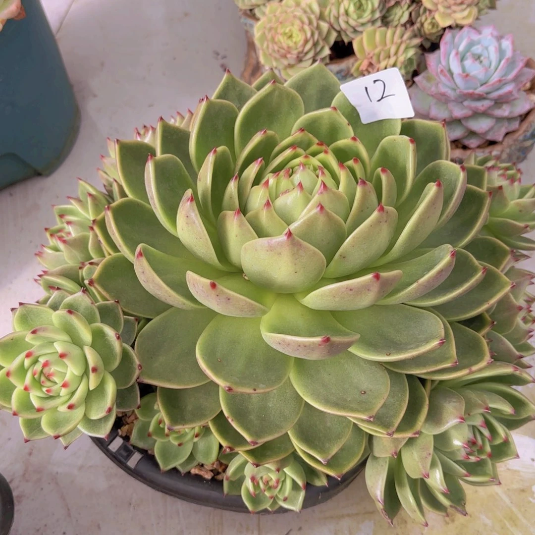 仙***店12蓝龙多肉植物的人